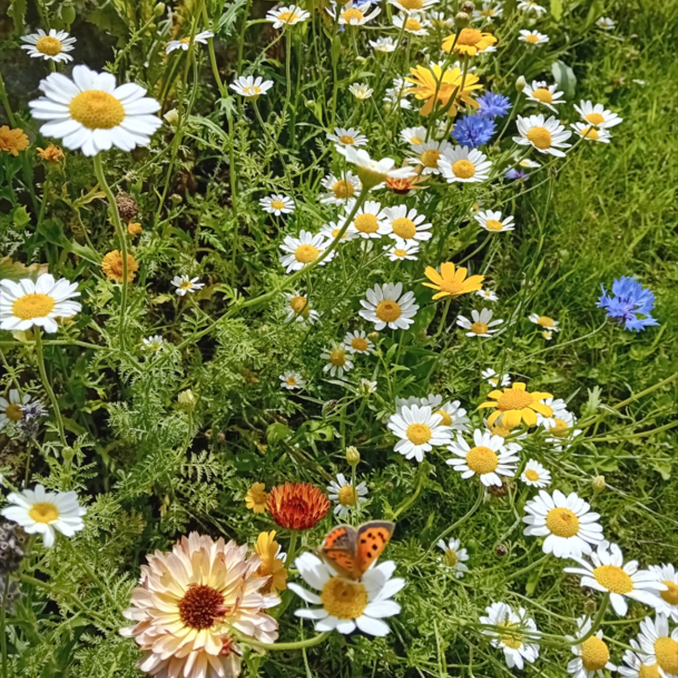 Wildflowers seeded in Spring 2023 by Clare Matheson, Founder of Little Green Change