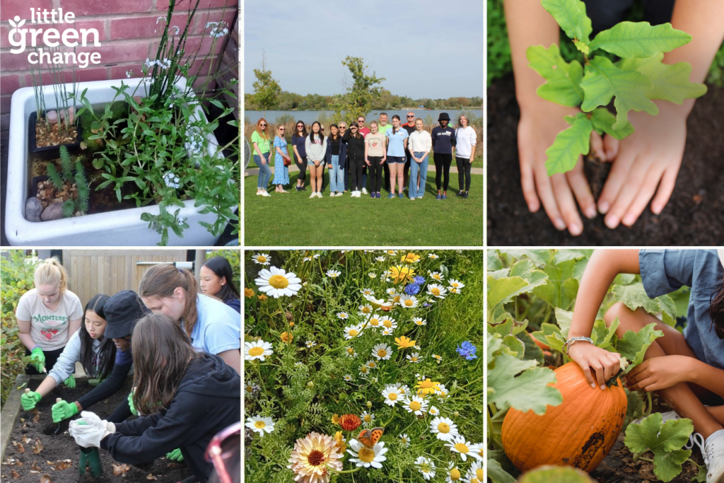 A selection of Little Green Change's biodiversity activities