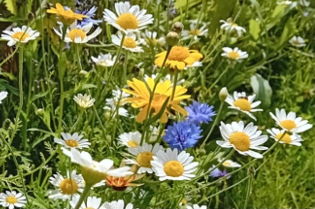Create a new wildflower area