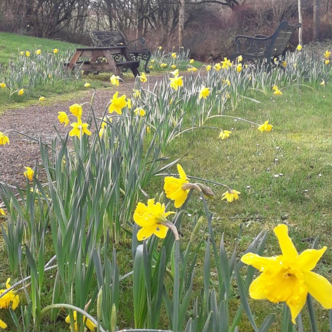 Daffodils planted at a Little Green Change student event at Weldmar Hospicecare, Dorset, February 2024