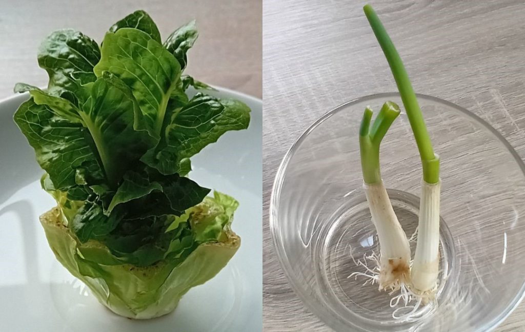 Regrow vegetables, Little Green Change