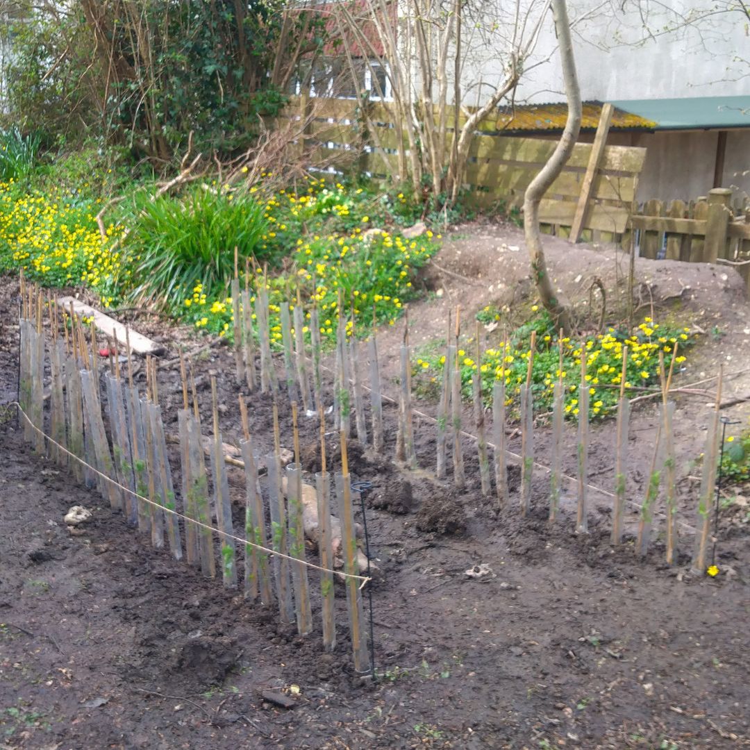 Axminster Primary, willow planting, 26th March 2024