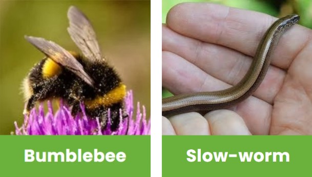 Bumblebee_slowworm