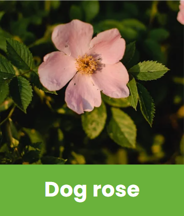 Dog rose