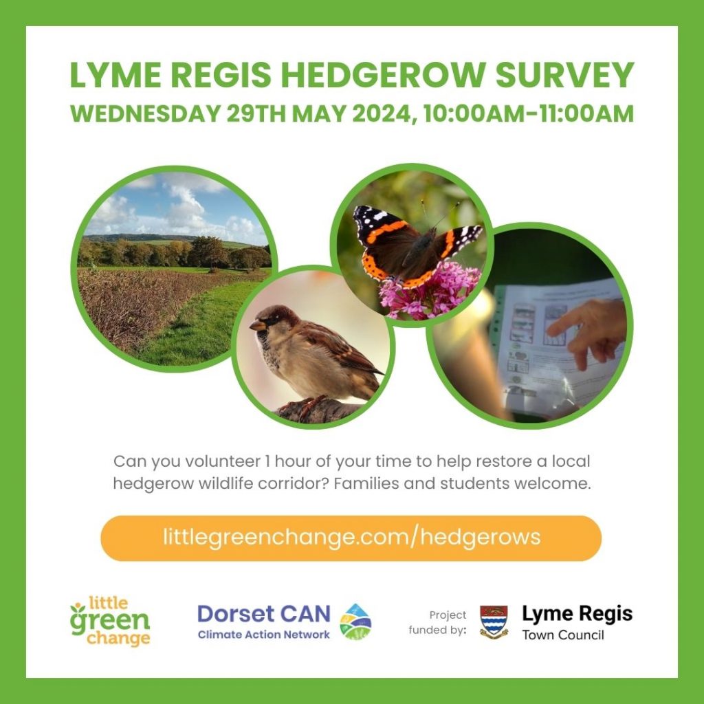 Lyme Regis hedgerow survey, 29th May 2024