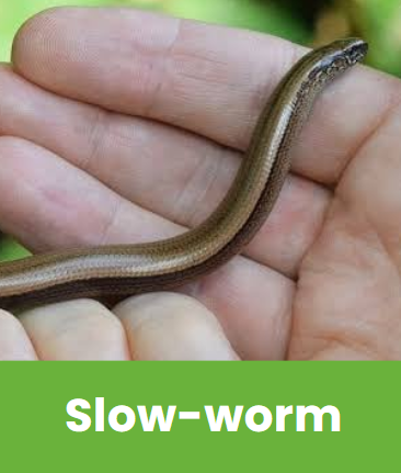Slow-worm