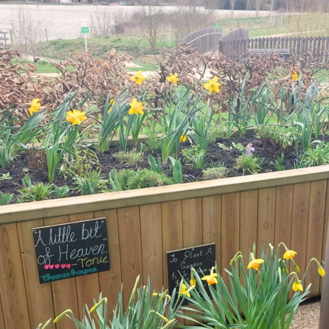 Daffodils planted at a Little Green Change student event at Thames Hospice, Berkshire, March 2024