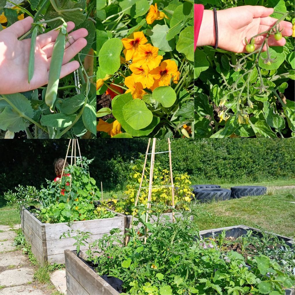 Little Green Change's edible food growing beds at Axminster Community Primary Academy, July 2024.