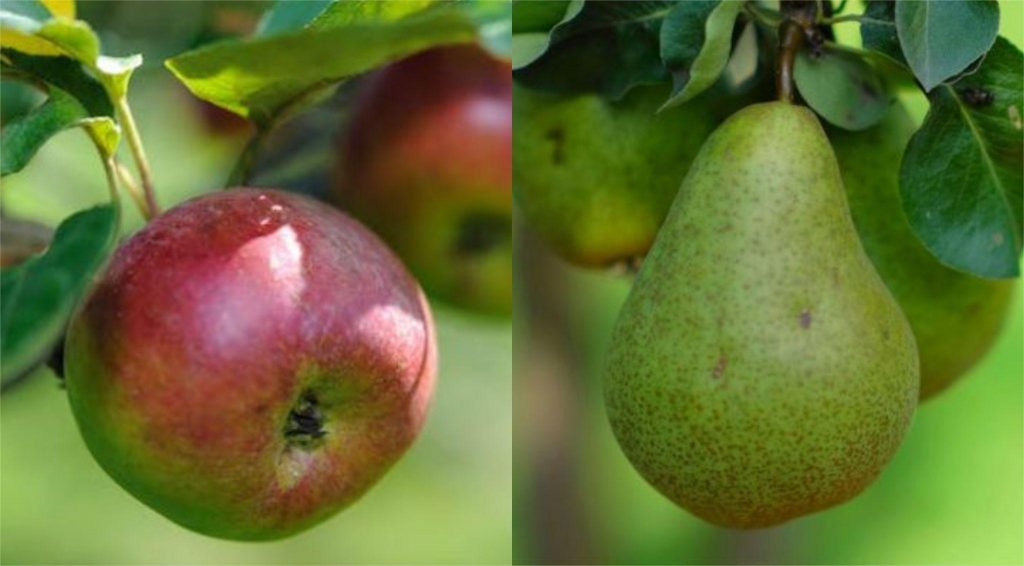 Apples and pears on trees