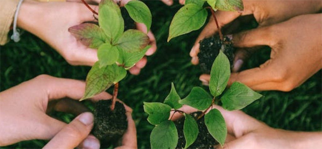 Plant propagation