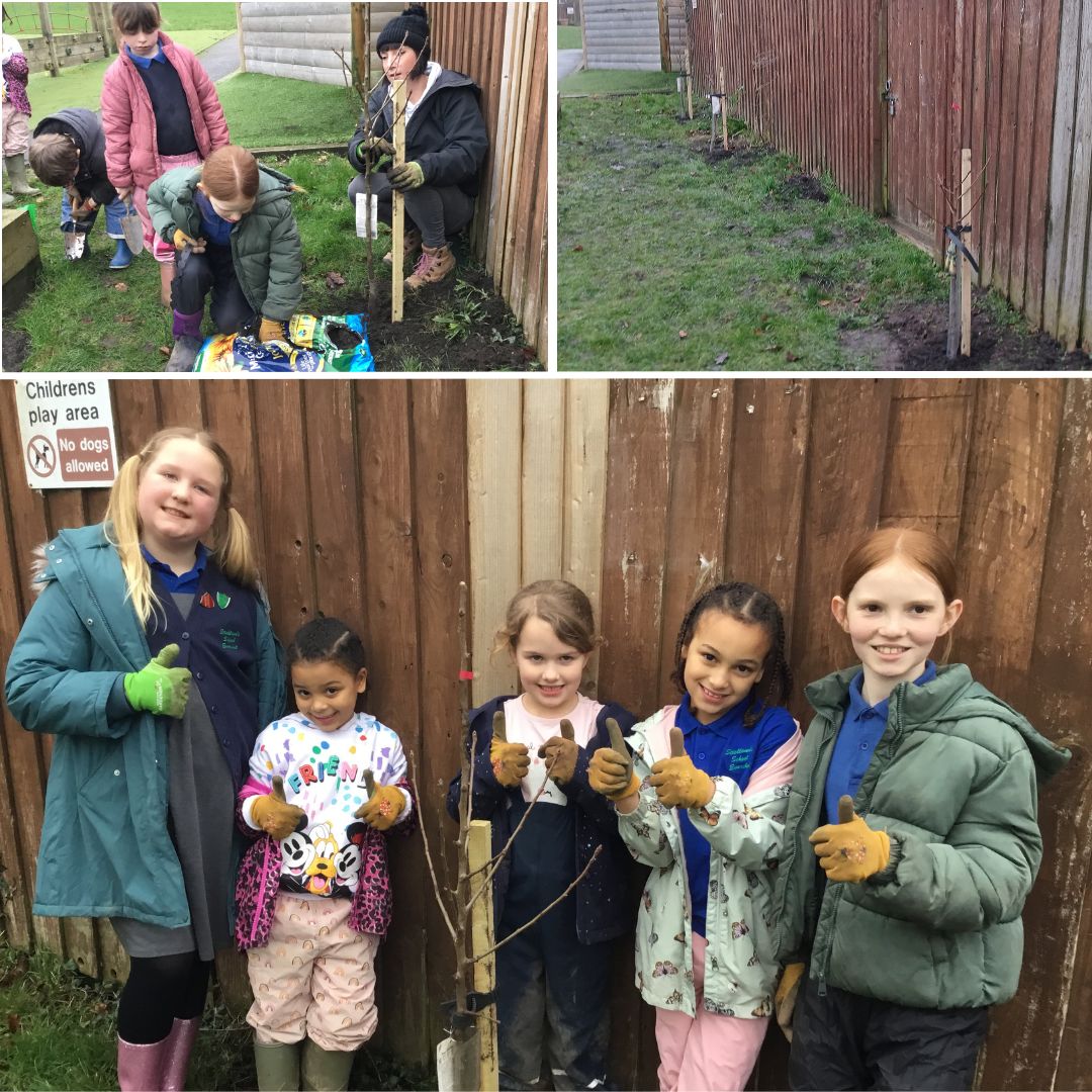 Little Green Change fruit tree planting at Sticklands Primary School